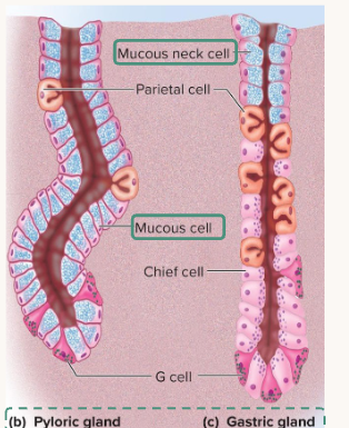 <p>secrete mucous</p><p>mainly in pyloric and cardiac gland</p><p>called mucosal neck cells in gastric glands because they get stuck at neck</p>
