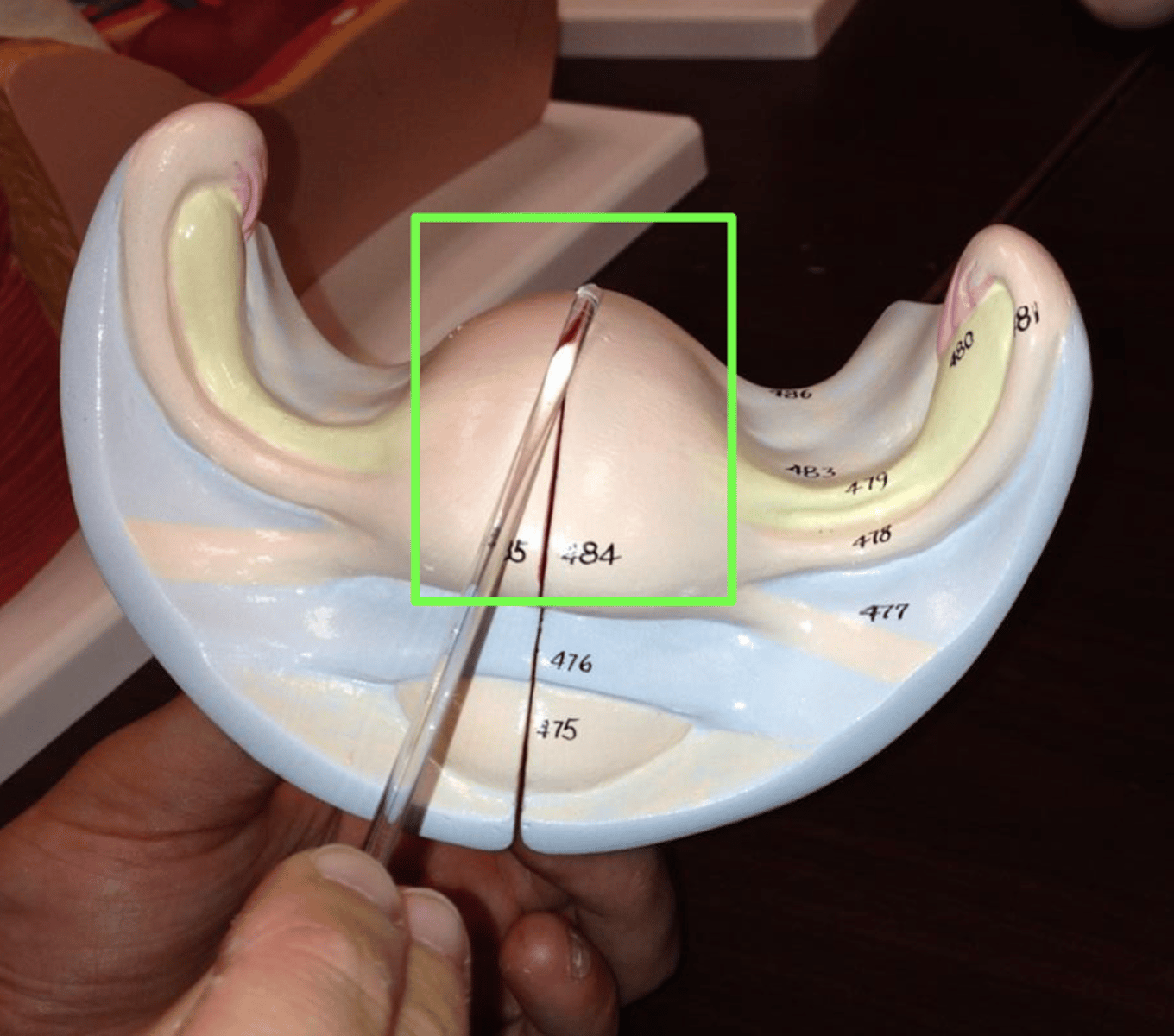 knowt flashcard image