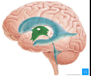 <p>situated between the right and left halves of the thalamus and hypothalamus</p><ul><li><p>produces, cushions, and circulates cerebrospinal fluid (CSF)</p></li></ul><p></p>