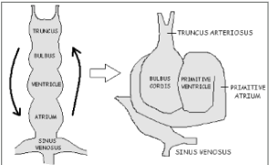 <p>What does the image represent and what is occurring in this image? Identify the week of development.</p>