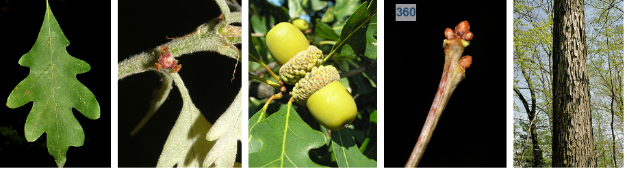 <p>warty accron cap, light grey ashy bark, rounded lobes, cluster stout round terminal buds</p>