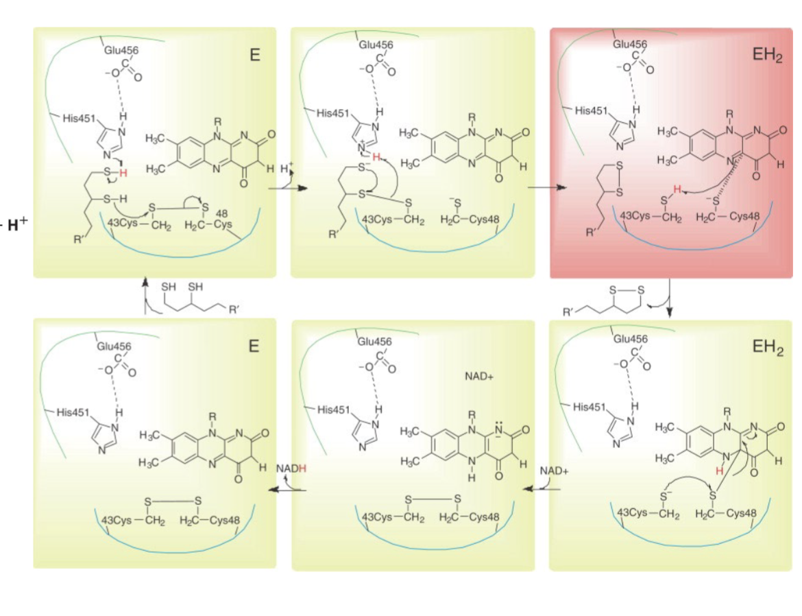 <p>• Step 4: Reoxidation of lipoyllysine (FAD</p><p>accepts both electrons, H).</p><p>• Step 5: Regeneration of oxidized FAD</p><p>(NAD+ is reduced)</p>