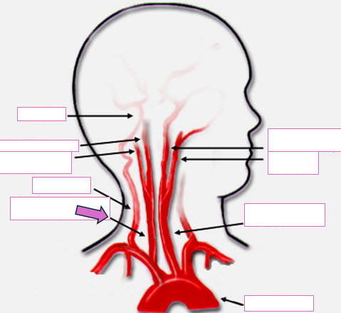 <p>Based on the indicated area, identify this vessel</p>