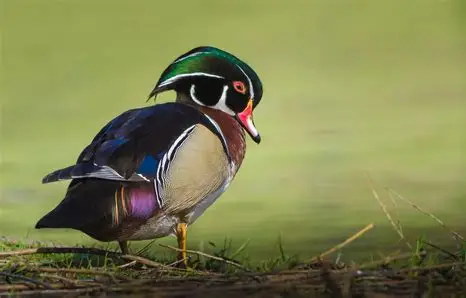 <p>What Bird Species is this?</p>