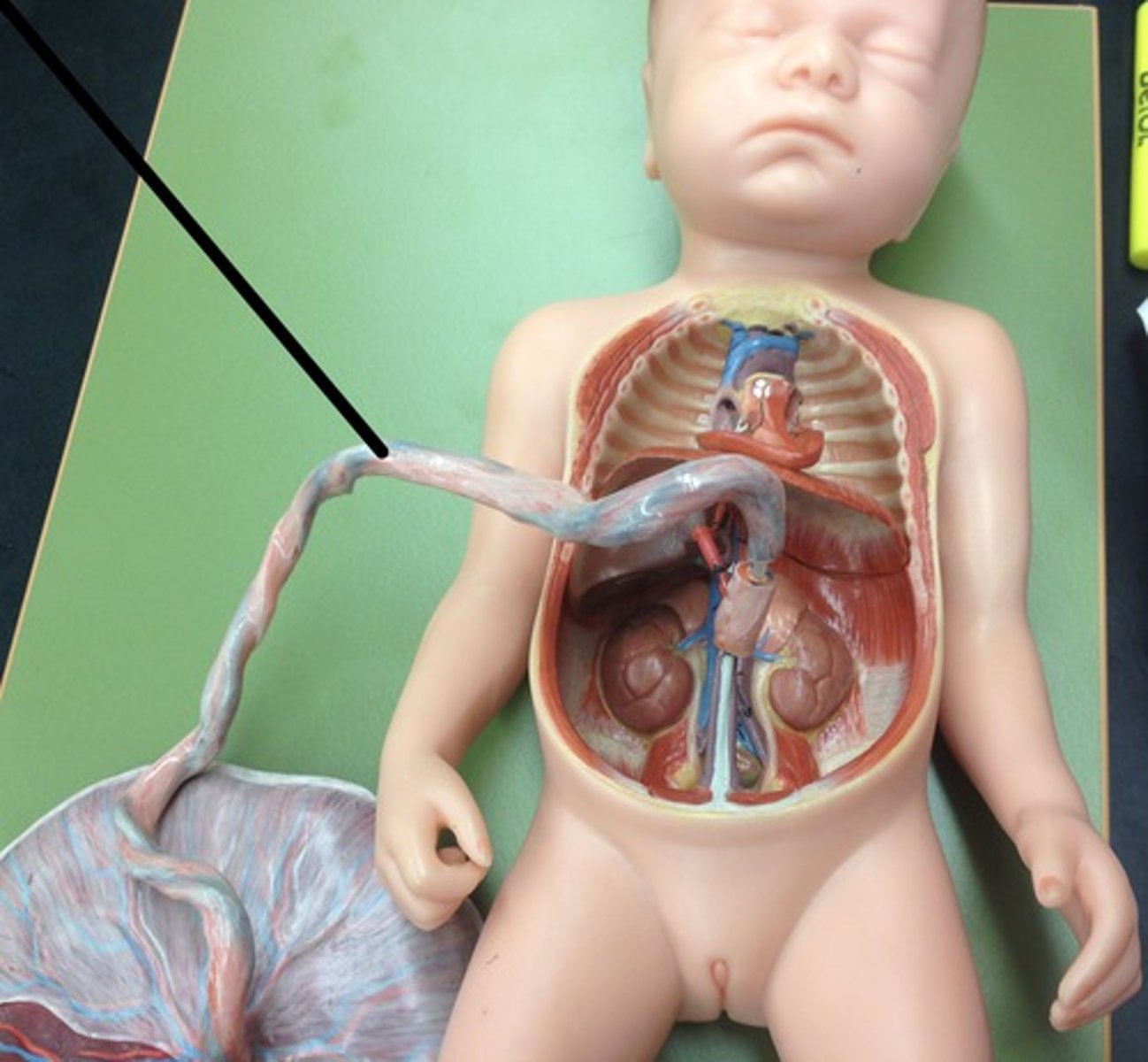 <p>a tube containing the blood vessels connecting the fetus and placenta</p>