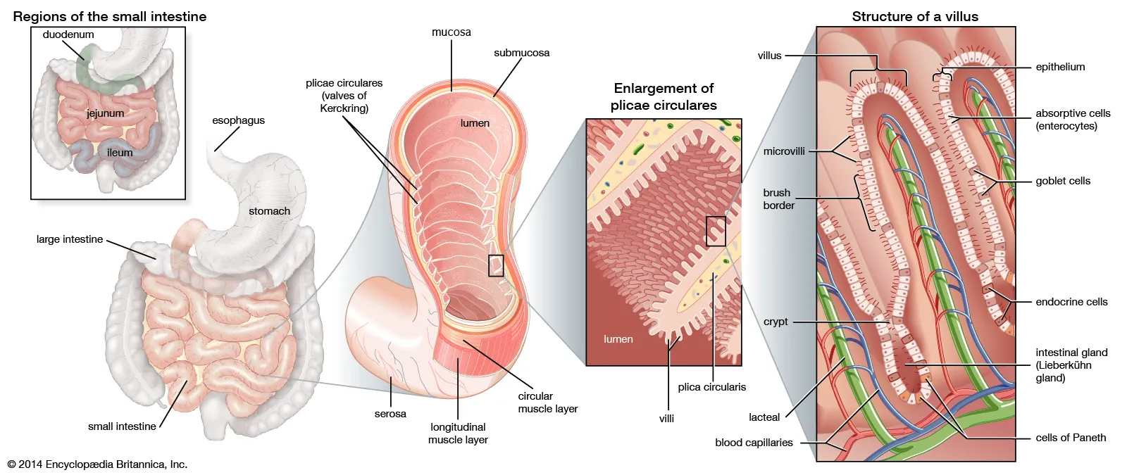 <p>Small Intestine</p><p>Duodenum</p><p>Jejunum</p><p>Ileum</p><p>Ileocecal valve</p><p>Plicae circulares</p><p>Hepatopancreatic</p><ul><li><p>ampulla</p></li></ul><p>Duodenal papilla</p><p>Villus/villi</p><ul><li><p>Brush border</p></li><li><p>Microvilli</p></li></ul><p></p>