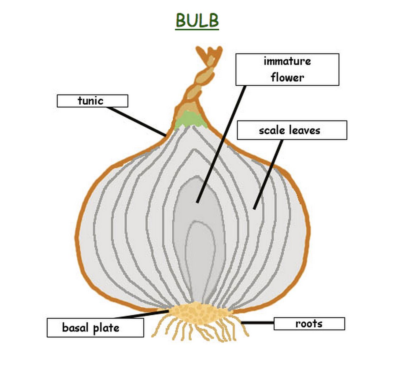 <p>The definition of a bulb is any plant that stores its complete life cycle in an underground storage structure. Bulbs or bulb-like plants are usually perennials. They have a period of growth and flowering. This is followed by a period of dormancy where they die back to ground level at the end of each growing season.</p><p>A bulb is comprised of a plant's stem and leaves. The bottom of the bulb is a compacted stem, and roots grow from this part of the bulb. Layers of nutrient-filled leaves sit at the bottom of the bulb and surround a bud that eventually becomes the flower.</p><p>FOUND IN MONOCOTS</p>