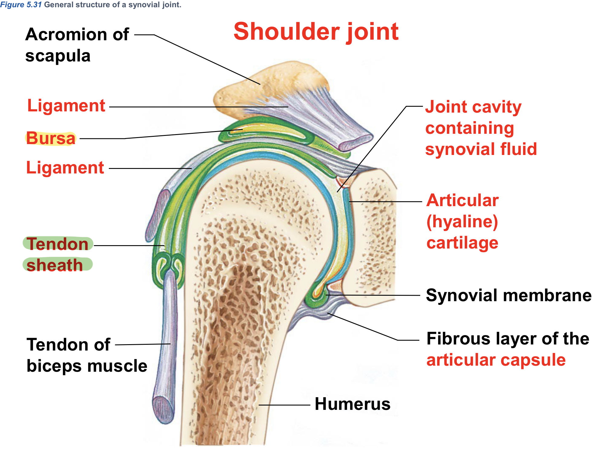 <p>Tendon sheath<span style="color: red;">s </span><span style="color: rgb(255, 255, 255);">(</span>Synovial Joint Extra Structures [reduce stress/friction])</p>