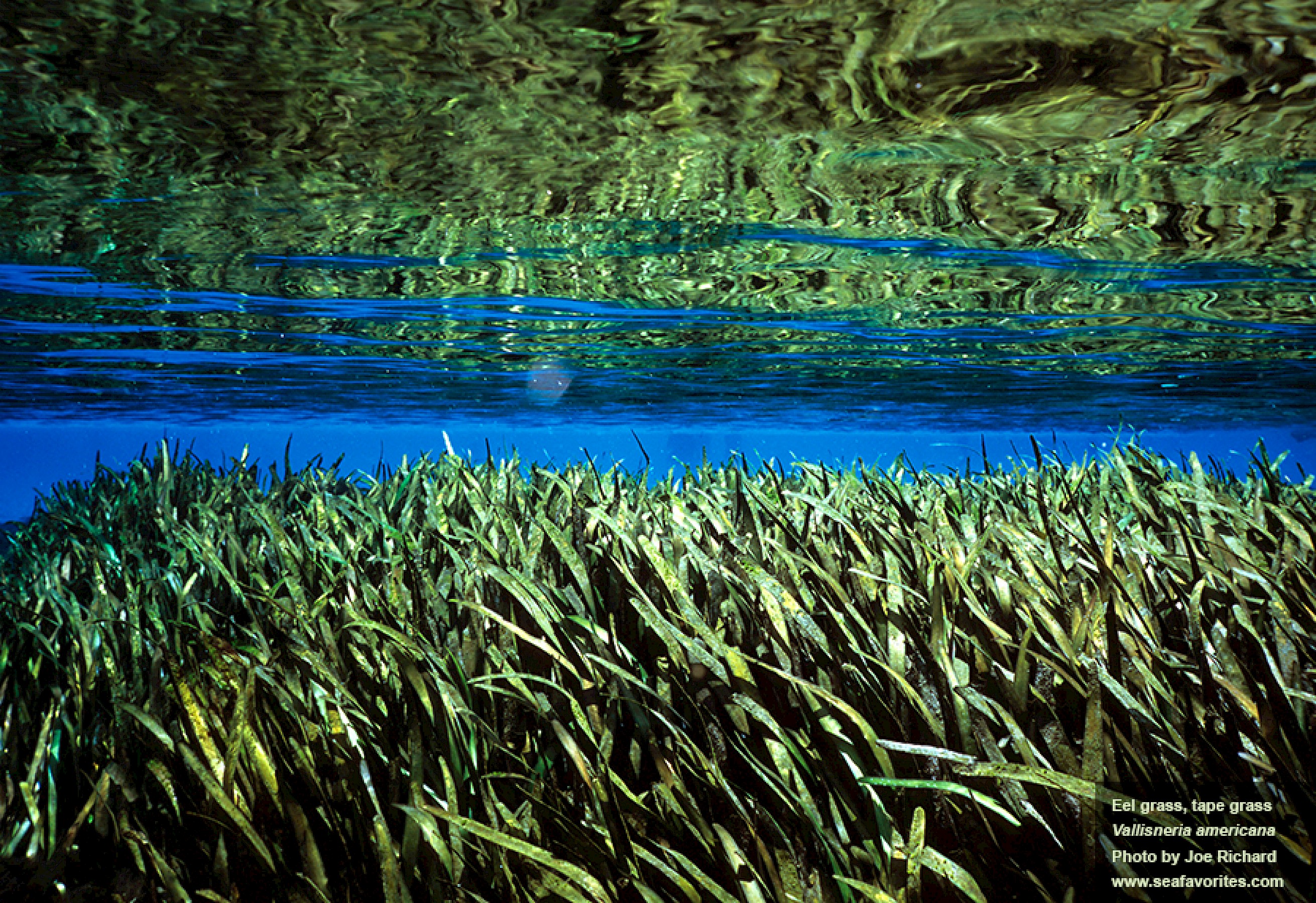 <p>Commonly known as Eel grass.</p><p class="has-focus">A rooted, submersed vascular plant with ribbon-like leaves. They have rounded tips. <br></p>