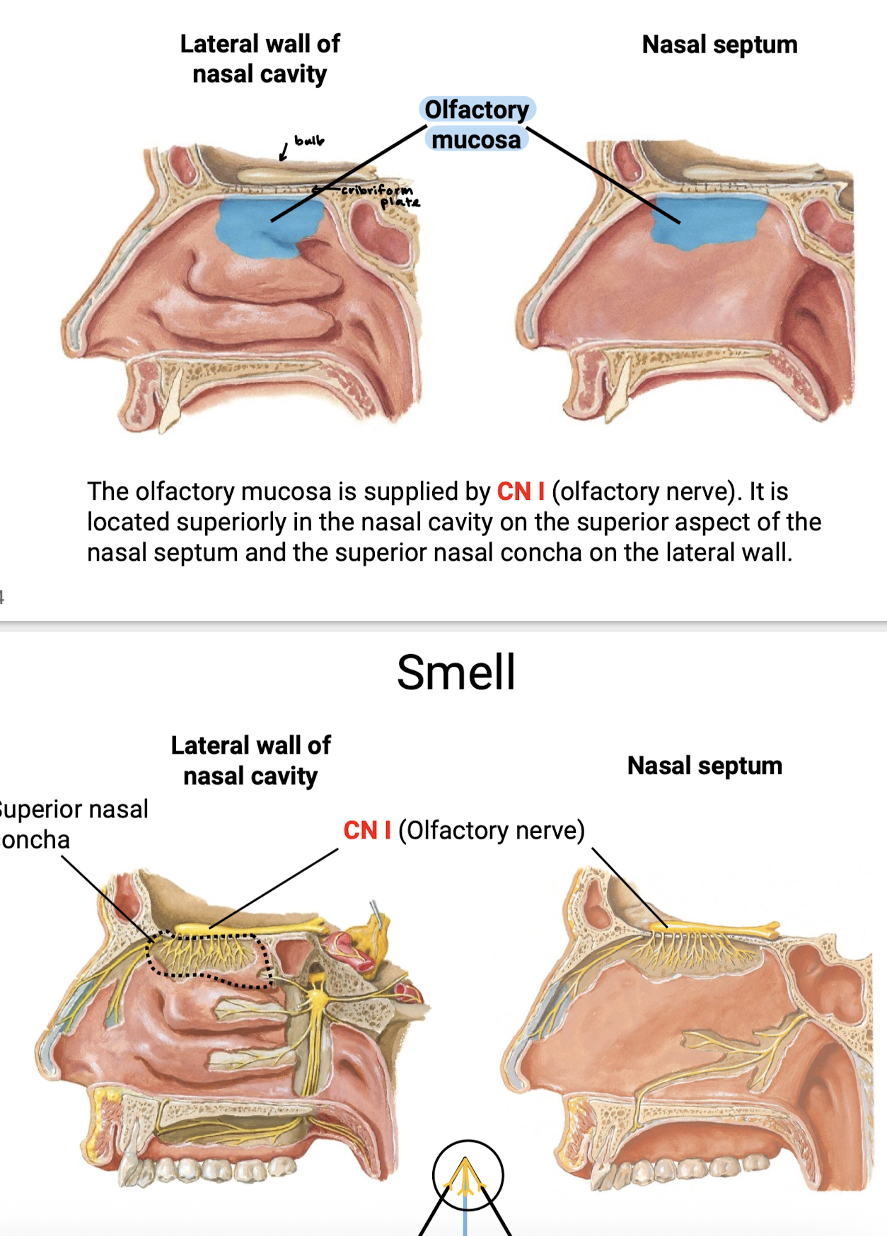 knowt flashcard image