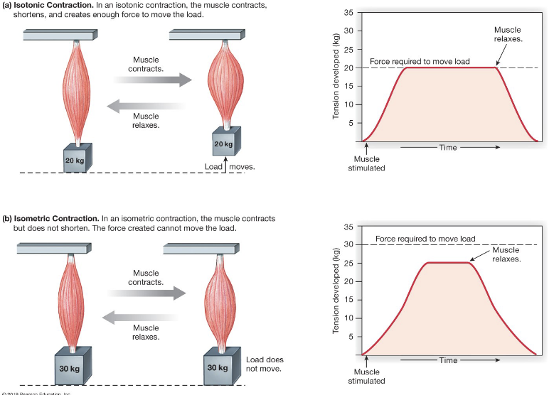 <p><strong>Isotonic</strong></p><ul><li><p>same tension, <strong>length changes</strong>, <u>causes movement</u></p></li></ul><p><strong>Isometric</strong></p><ul><li><p>same length, <strong>tension changes</strong>, <u>no movement</u></p></li></ul><p></p><p>All muscle contractions start out as Isometric, then move to Isotonic</p><p></p>