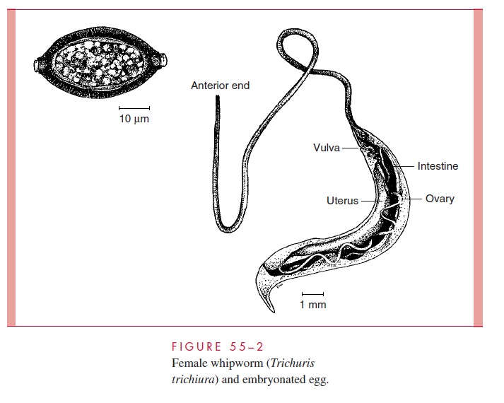 <ul><li><p>Sexual dimorphism, females are larger</p></li></ul><p></p>