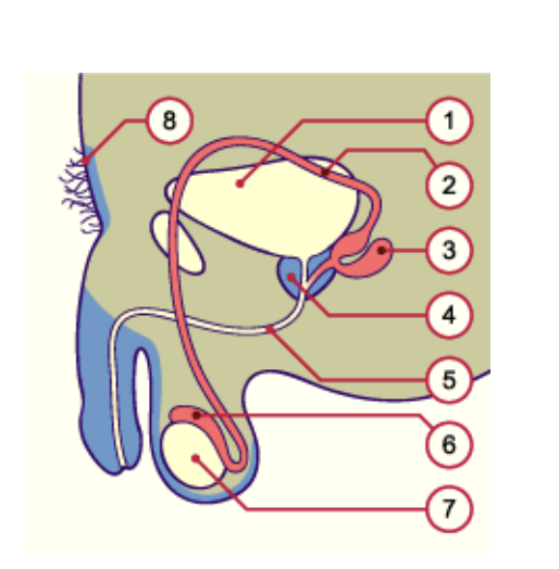 <ul><li><p>tesosterone</p><ul><li><p>vas deferens (the tube)</p></li><li><p>Seminal vesicles (edge of the tube)</p></li></ul></li><li><p>DHT</p><ul><li><p>scrotum (edge of the testis)</p></li><li><p>penis</p></li></ul></li></ul><p></p>