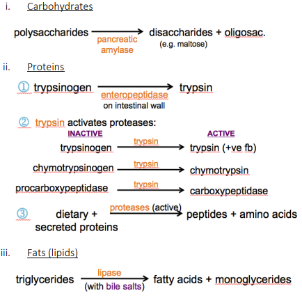<ul><li><p>carbohydrates</p><ul><li><p>polysaccharides —(pancreatic amylase)→ disaccharides + oligosacs. (e.g. maltose)</p></li></ul></li><li><p>proteins</p><ol><li><p>trypsinogen —(enteropeptidase on intestinal wall)→ trypsin</p></li><li><p>trypsin activates proteases:</p><ul><li><p>inactive                                     active</p></li><li><p>trypsinogen —(trypsin)→ trypsin (+ve fb)</p></li><li><p>chymotrypsinogen —(trypsin)→ chymotrypsin</p></li><li><p>procarboxypeptidase —(trypsin)→ carboxypeptidase</p></li></ul></li><li><p>dietary + secreted proteins —(proteases (active))→ peptides + amino acids</p></li></ol></li><li><p>fats (lipids)</p><ul><li><p>triglycerides —(lipase w/ bile salts)→ fatty acids + monoglycerides</p></li></ul></li></ul><p></p>