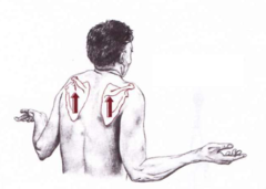 <p>Shoulder blade</p>