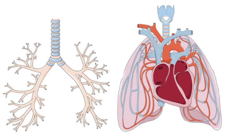 <p><span><span>Each lung is composed of two treelike structures, the&nbsp;</span></span><strong>vascular tree</strong><span><span>&nbsp;and the&nbsp;</span></span><strong>airway tree</strong><span><span>, embedded in lung tissue.</span></span></p>