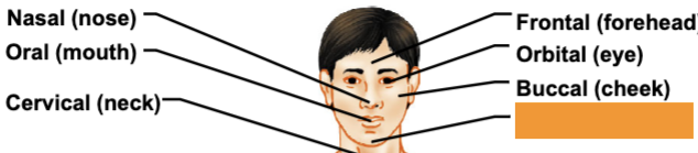 <p>chin</p>