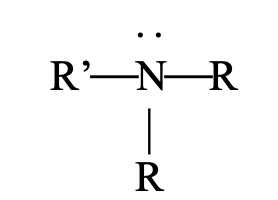 <ul><li><p>functional group name: amine</p></li><li><p>substituent name: amino</p></li></ul><p></p>