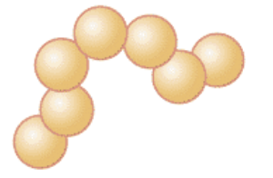 <p>streptococcus</p>