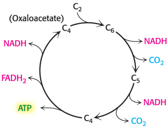 knowt flashcard image