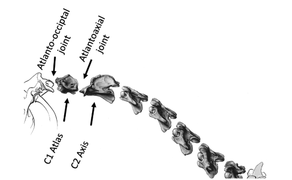 <p><span style="background-color: transparent;">Synovial Atlantooccipital joint:</span></p><ul><li><p><span style="background-color: transparent;">Joint between the condyles of the occipital bone, and the cranial articular fovea of the atlas</span></p></li><li><p><span style="background-color: transparent;">Allows upward and downward movement only (dorsal and ventral flexion)</span></p></li></ul><p><span style="background-color: transparent;">Synovial Atlantoaxial joint:</span></p><ul><li><p><span style="background-color: transparent;">Pivot joint, allows movement and rotation around the axis </span></p></li><li><p><span style="background-color: transparent;">Projection (called the dens/tooth) will locate inside bone C1</span></p></li></ul><p></p>