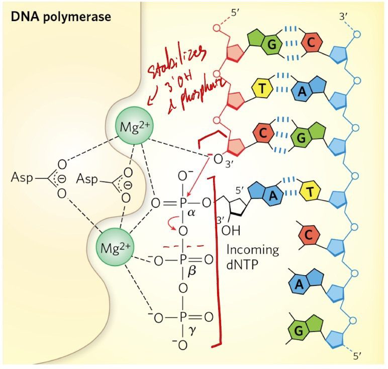<p>Phosphoryl group transfer; dephosphorylates dNTP to dNMP; requires two <strong>Mg<sup>2+</sup></strong> ions at the active site, held by D to stabilize intermediate form</p><p><strong>3’-OH</strong> of 3’ nucleotide attacks <strong>α phosphate</strong> of dNTP, releasing PP<sub>i</sub></p><p>Based on <strong>“Watson-Crick-Franklin” base pairing rules</strong></p>