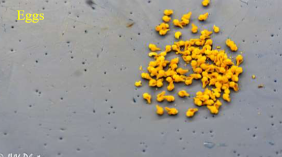 <p>Phylum &amp; name?</p>