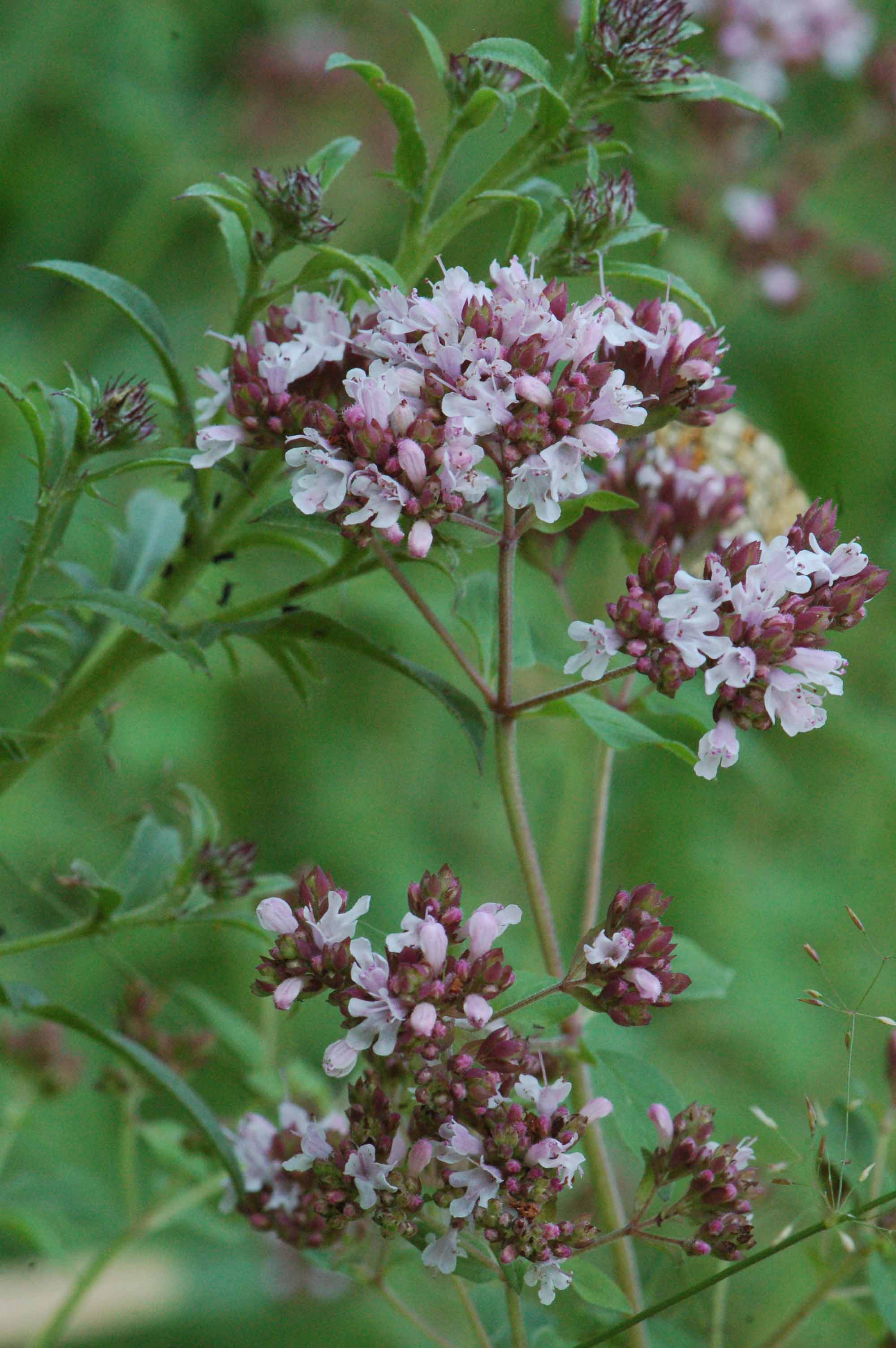 <p><span style="background-color: rgba(0, 0, 0, 0); line-height: 27px;">Klasa <strong>TRIFOLIO-GERANIETEA</strong></span></p>