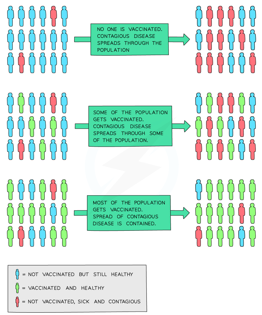 <p>A type of disease immunity that occurs when a large proportion of a population are vaccinated against a disease which prevents the spread of disease to unvaccinated individuals </p>