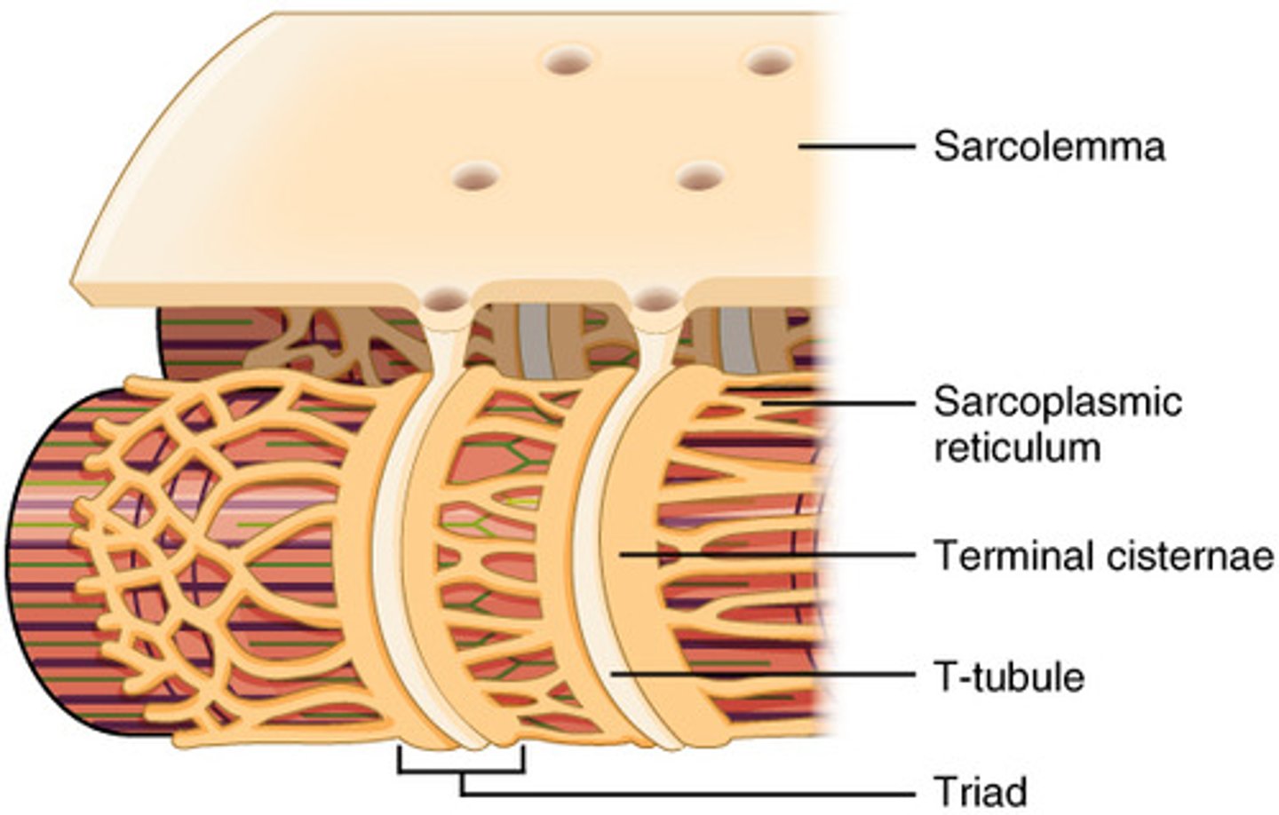 <p>sarcoplasmic reticulum</p>