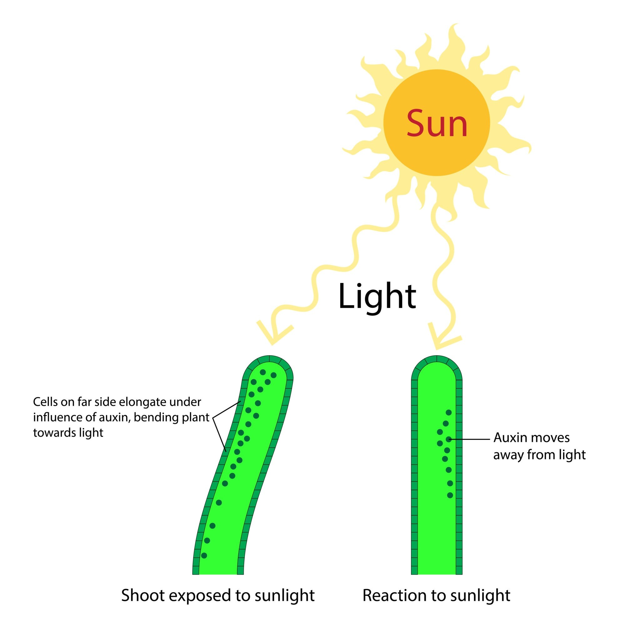 <p></p><p>differential cell elongation exhibited by a plant organ in response to directional blue light</p><ul><li><p>grows toward light to light to maximize photosynthesis</p></li><li><p>auxin accumulates on the shaded side of the plant, causing extra growth</p></li></ul><p></p>