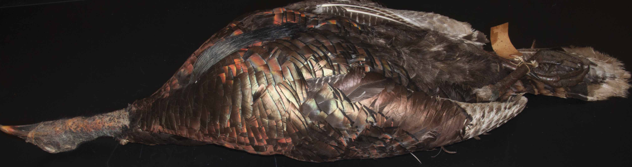 <p>Wild Turkey</p>