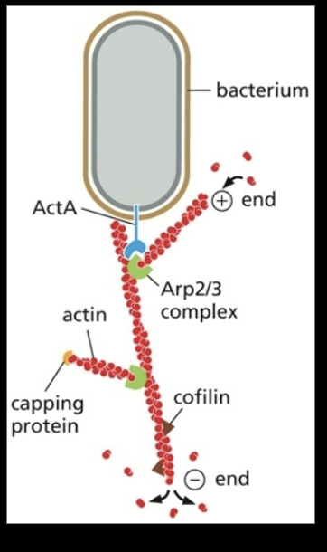 <ul><li><p>pathogens (ex: listeria)</p><ul><li><p>In listeria, ActA proteins recruits and activates the Arp2/3 complex</p></li><li><p>this promotes cell-to-cell spreading</p><ul><li><p>uptake of bacterium from one cell by a neighboring cell via phagocytosis</p></li></ul></li></ul></li></ul><p></p>