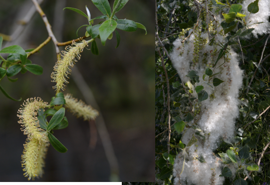 <p><span><strong>Salicaceae</strong></span></p>