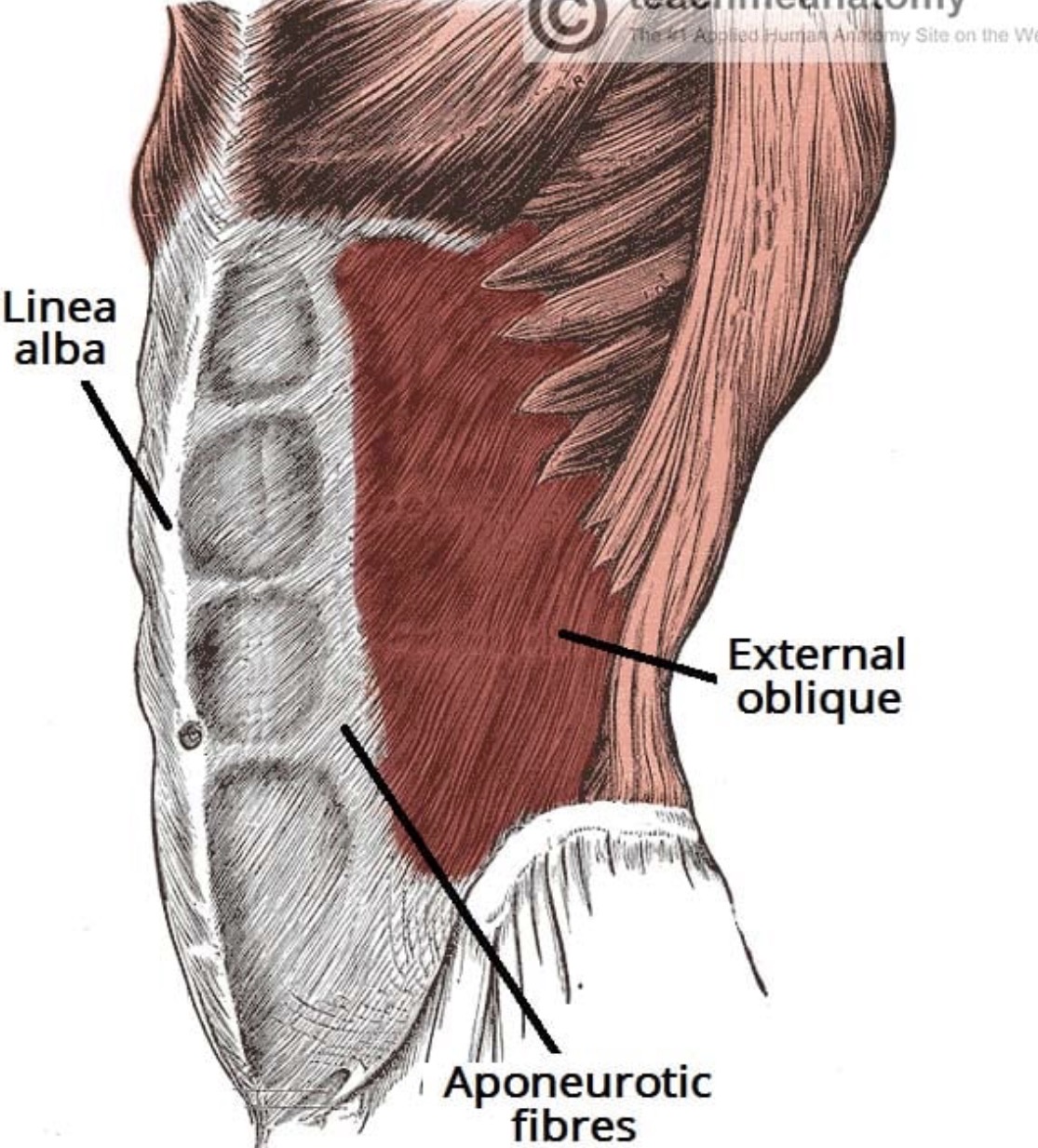 <p>Abdominal Aponeurosis</p>