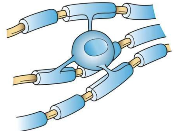 <p>what type of neuroglia is this and what does it do</p>