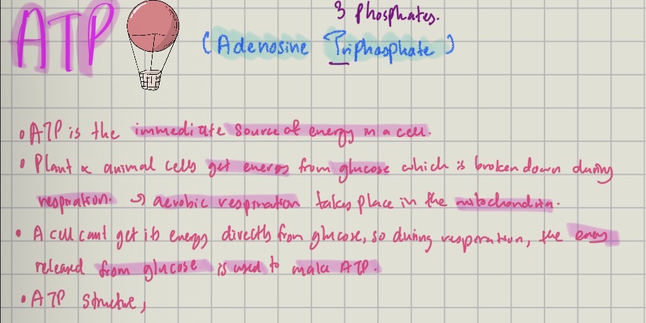 <p>Immediate sruce of energy in a cell </p>