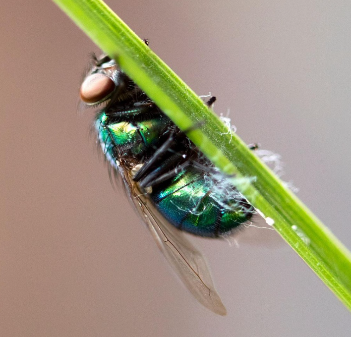 <p>Moscas grandes, coloração metálica (verde, azul), asas bem desenvolvidas, larvas com alto poder invasivo</p>