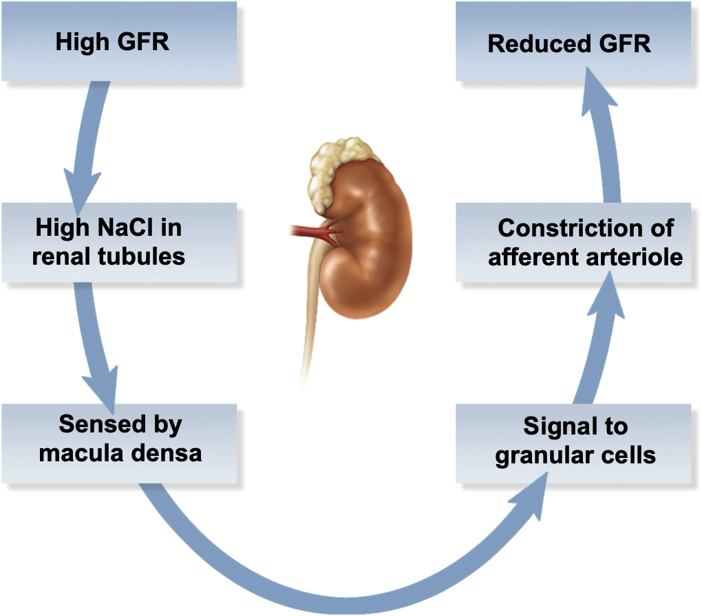 <p><strong>intrinsic controls</strong></p><p>-kidneys</p><p>→ activation</p><p>→ chemistry</p><p>-maintain</p>