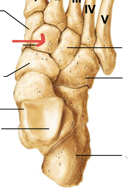 <p>what is this part of the foot?</p>