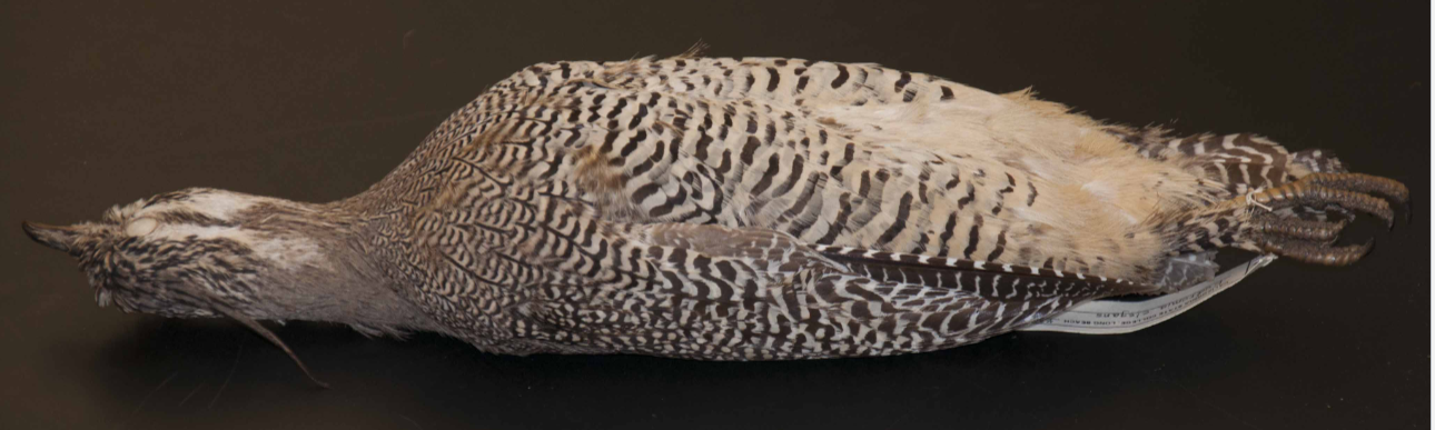 <p>Paleognathae, Tinaformes</p>