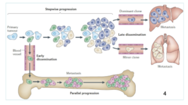 <p>• Early dissemination from primary tumour</p><p>• Late dissemination from primary tumour</p><p>• Genetic divergence of primary and metastatic tumours has implications for treatment</p>