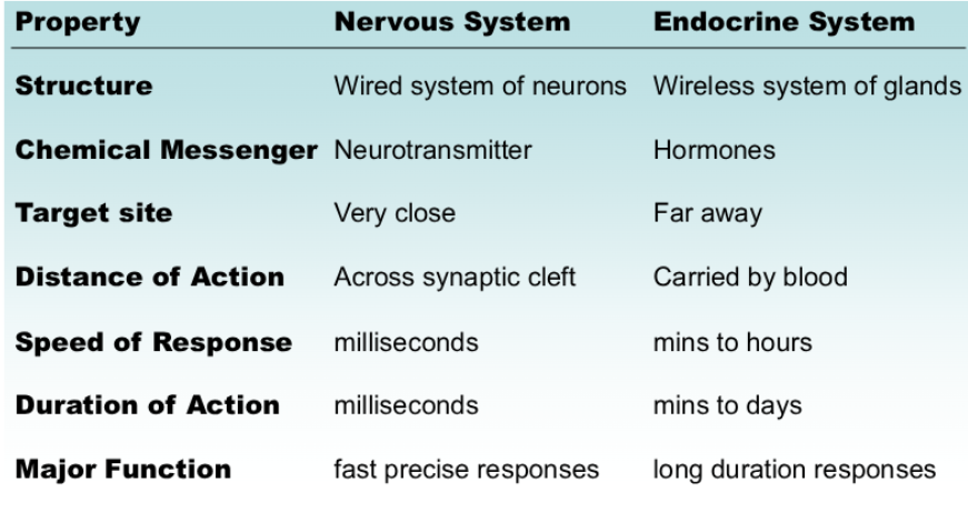 <p><span>Neural messages can only travel along existing nerve tracts; </span></p><p><span>hormonal messages can travel in the circulatory system; thus any cell receiving blood is potentially able to receive a message.</span></p><p><span><br>• Neural messages are digital, all-or-none events that have rapid onset and offset; neural signals can take place in milliseconds; plus, electrical signal can travel along myelinated axons at speeds up to 100 meters per sec! </span></p><p></p><p><span>Hormonal messages are analog, graded events that can take<br>seconds, minutes or hours to occur.</span></p>