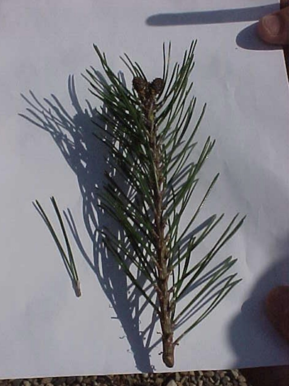 <p>What is this branch?</p>