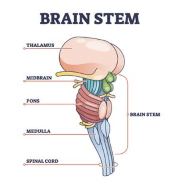 <ul><li><p><strong>egg-shaped structures that act as brain’s sensory control center</strong></p></li><li><p><strong>forebrain’s sensory control center</strong></p></li><li><p><strong>sits atop the brainstem</strong></p></li></ul><ul><li><p><strong>directs messages to sensory receiving areas in the cortex + transmits replies to the cerebellum + medulla</strong></p><ul><li><p>receives info from all sense EXCEPT smell, routes them to respective regions</p></li><li><p>similar to a train station (what Seoul is to SK’s trains)</p></li></ul></li></ul><p></p>