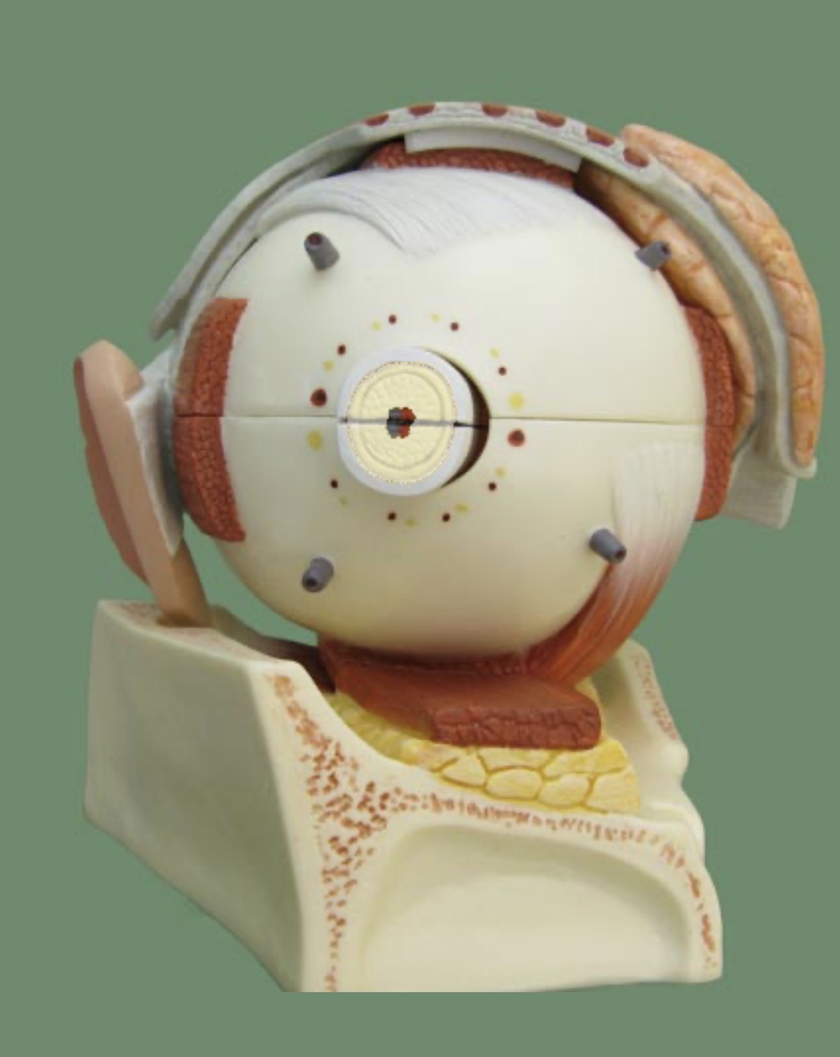 <p>transmits visual signals from the retina to the brain</p>