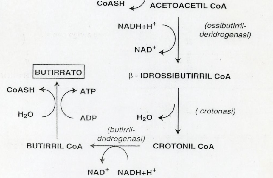 <p><strong><span>Fase di riduzione e generazione del butirrato.</span></strong></p><p></p>