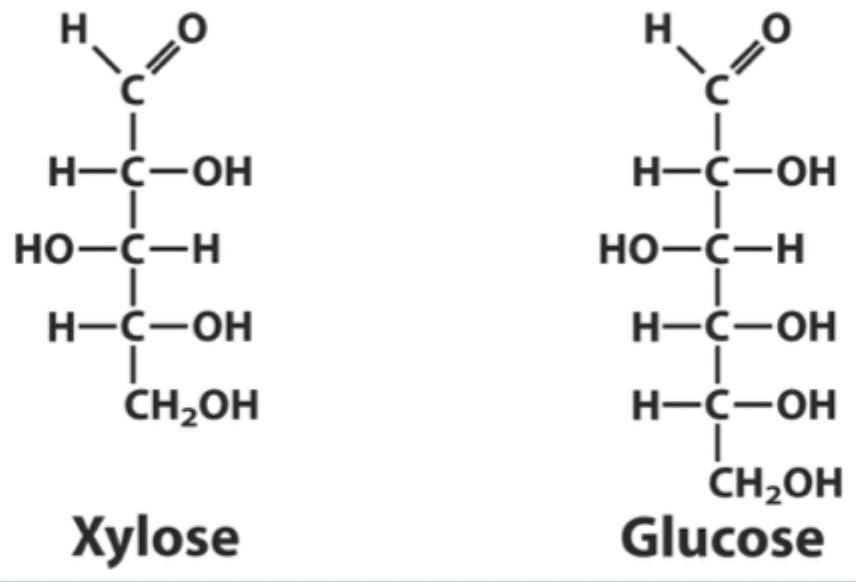 <p>What type of ring does xylose form?</p>