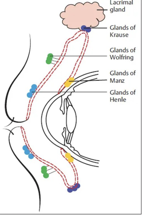 <p>Contribute to tears and drain to nasal cavity. Glands of Krause, Grands of Henle, and Meibomian Glands,</p>
