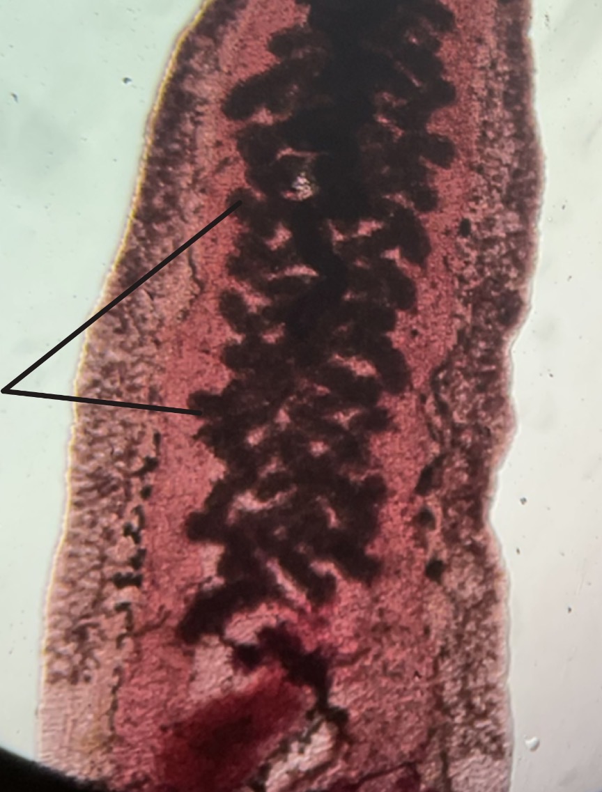 <p>What is this </p>